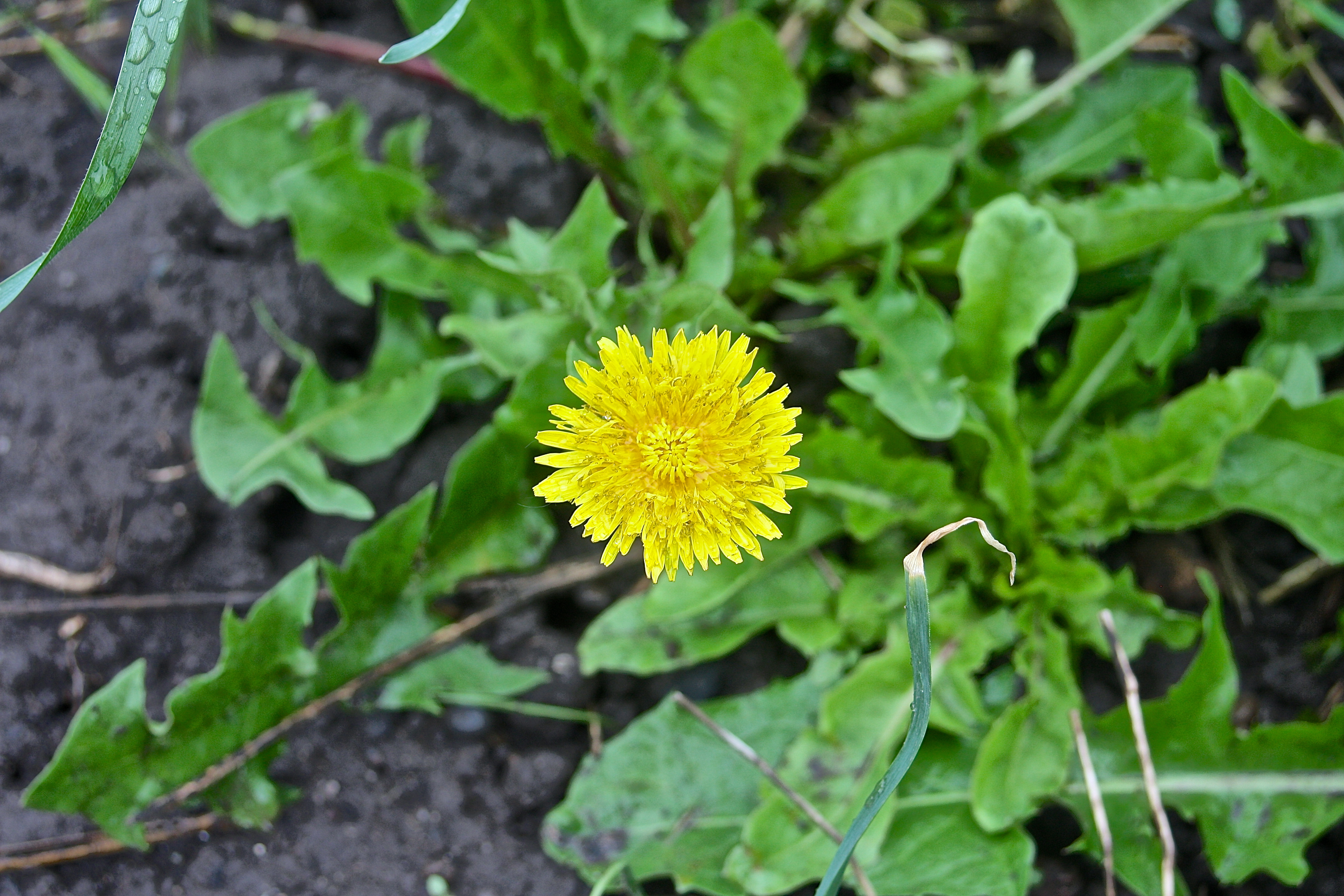 Benefits Of Dandelion Dandelion Bread Recipe Peaceful Dumpling