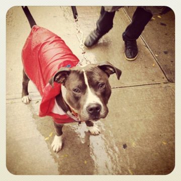 hurricane sandy dog by downtown traveler via flickr