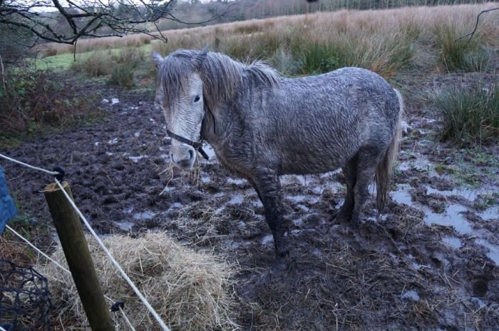 Dispatch: Green Winter in Ireland