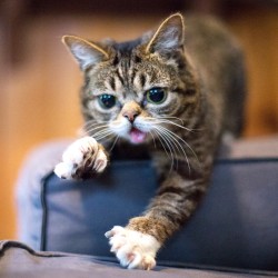 Lil BUB polydactyl cat