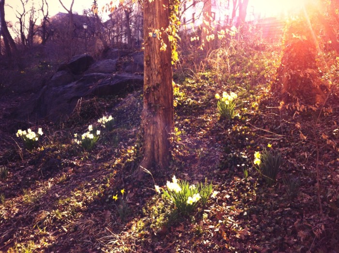 Vegan in Harlem - Spring afternoon in Morningside Park