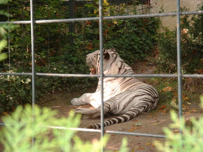 Opinion: Why We Should Abolish Zoos