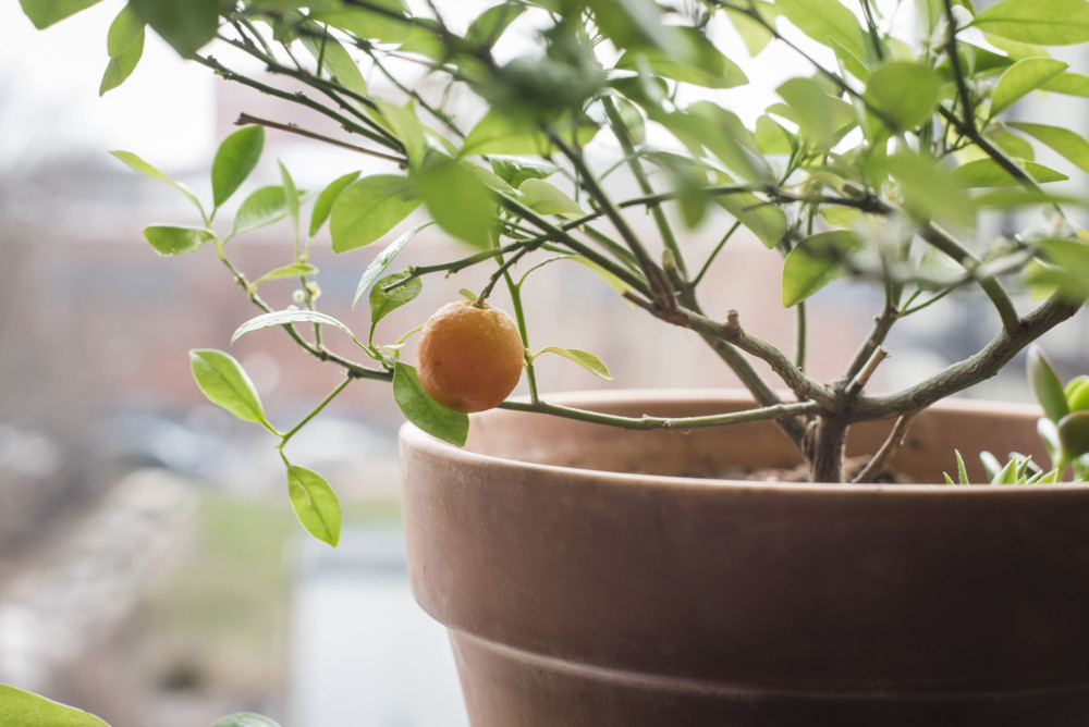 How Houseplants Improve Mental Health