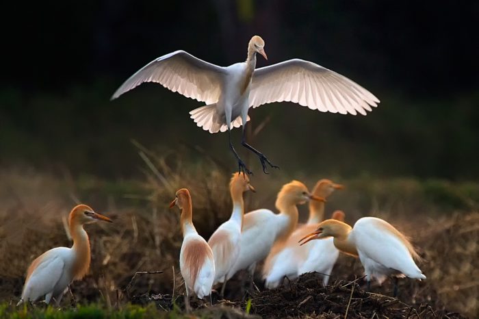 Shhh...How Reducing Noise Can Improve Your Health and Help Wildlife Too