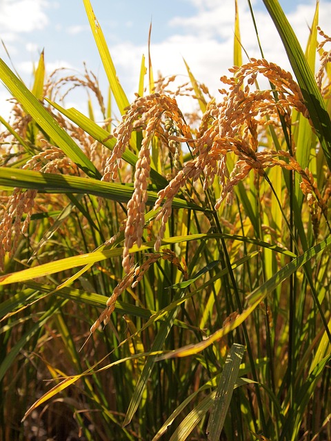 10 veganistische Honingalternatieven die zoet worden als het echte spul