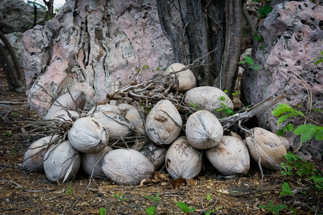 coconuts