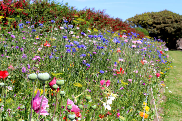 Wildflowers