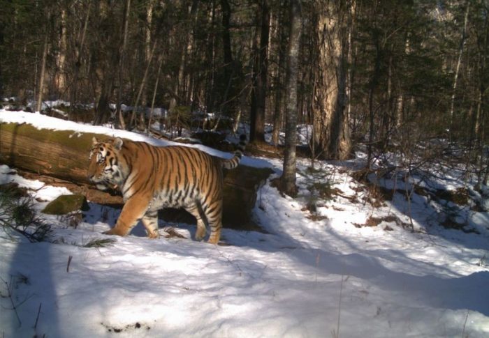 Is Your Ikea Or Target Furniture Decimating Tigers In The Taiga? What You Must Know