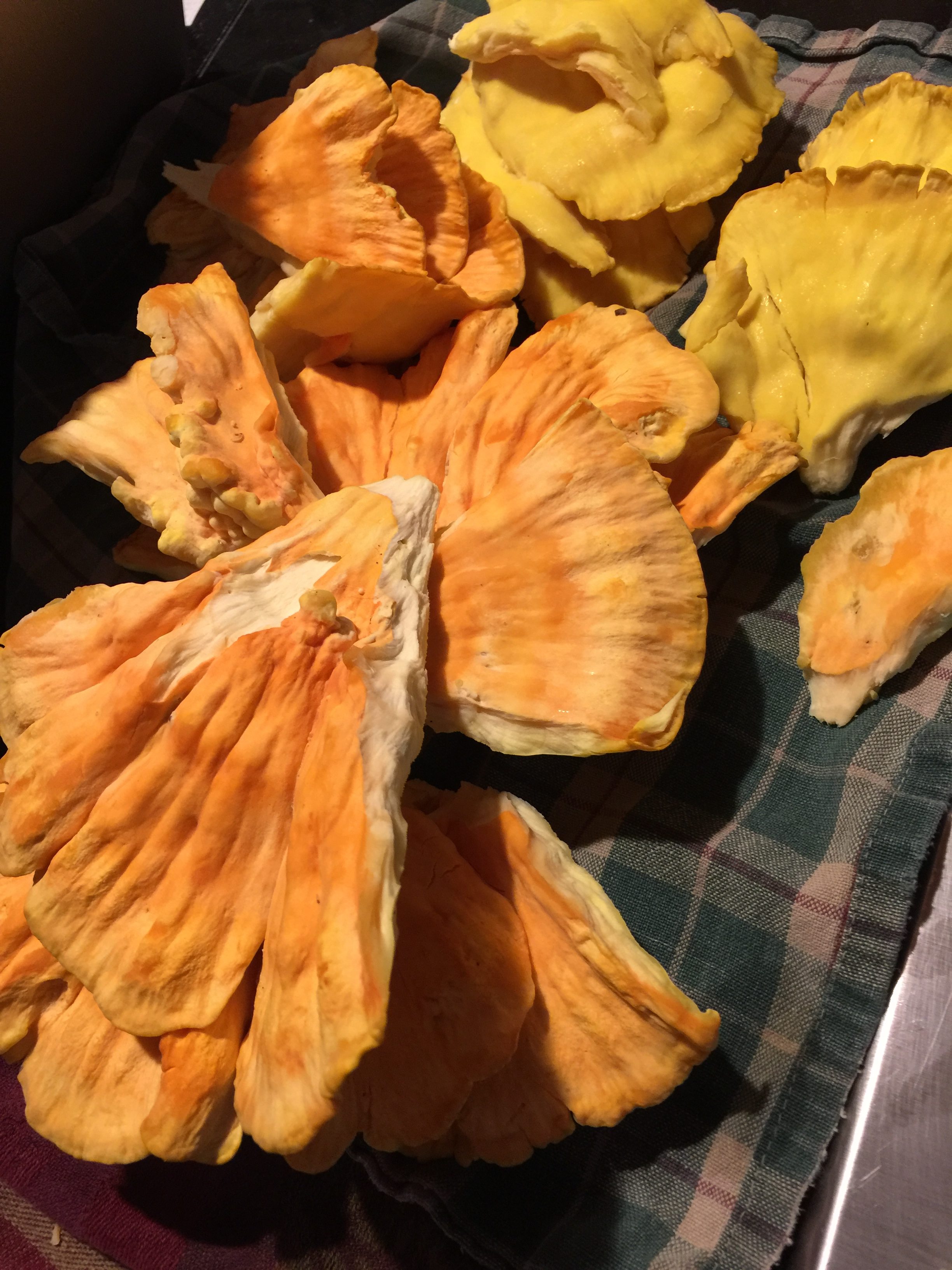 chicken of the woods, cut into pieces