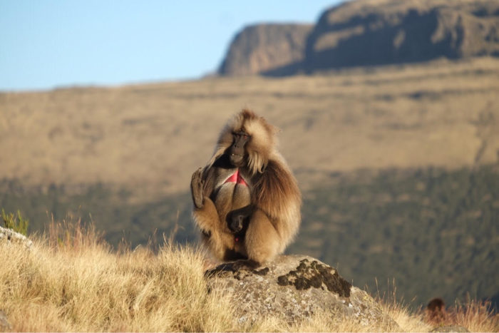 A gelada baboon - a species of monkey endemic to Ethiopia, in the Simien Mountains