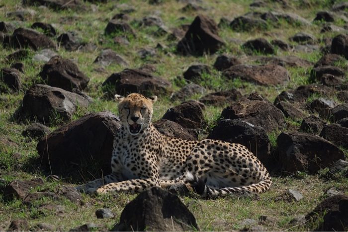 Cheetah on safari Masai Mara Kenya