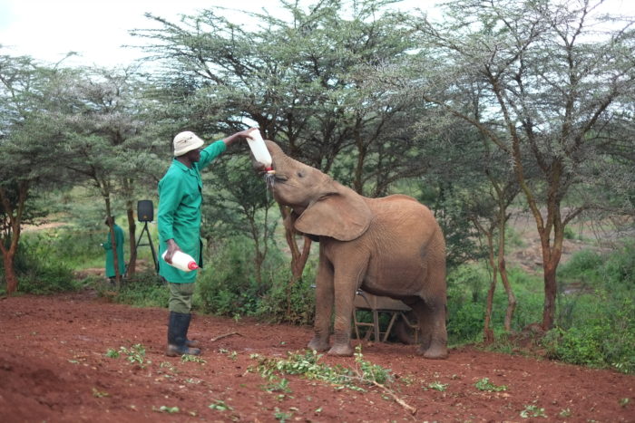 Baby elephant being fed by handler at David Sheldrick Wildlife Trust Nairobi Kenya