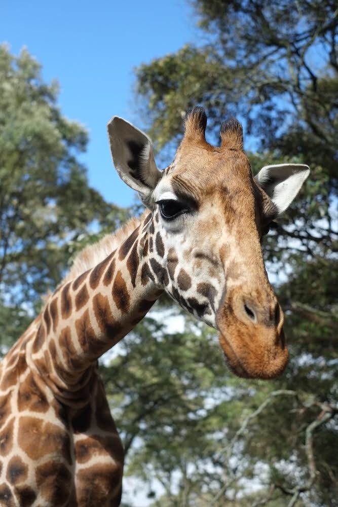 Closeup of a giraffe at the giraffe centre Nairobi Kenya