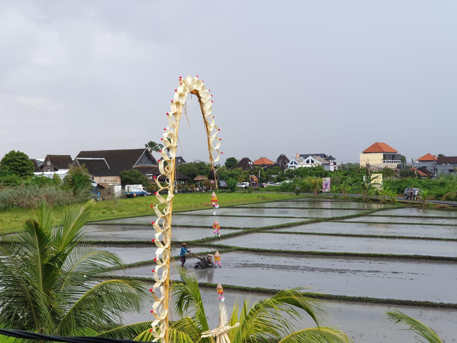 Rainy ricefields in Canggu Bali