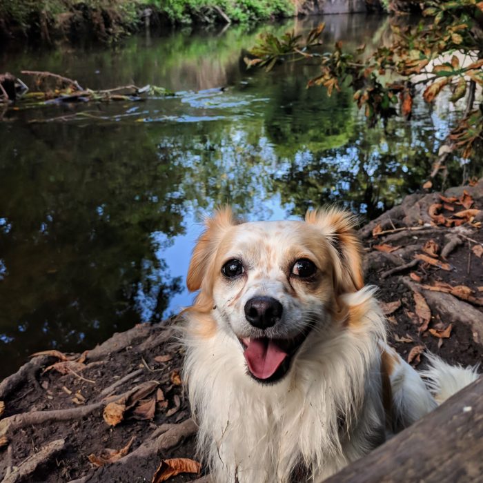 Nacho is a vegan dog, Is that okay? Here he is by a lake