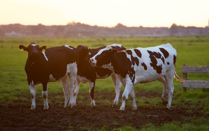 Floating-dairy-farm