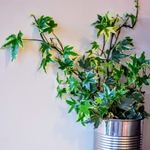 Never Fear! These 4 Amazing, Air Purifying Plants Are *Really* Easy To ...