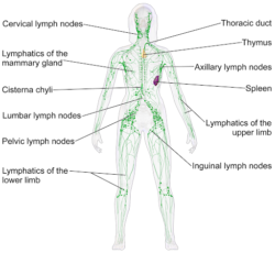 Is Your Acne Caused By A Sluggish Lymphatic System? Here's How To Heal