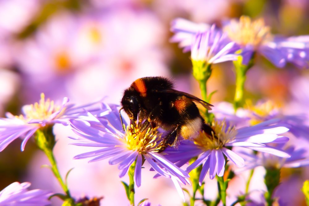 US Honeybees Suffer Greatest Loss In 13 Years, In Part Thanks To Trump Administration