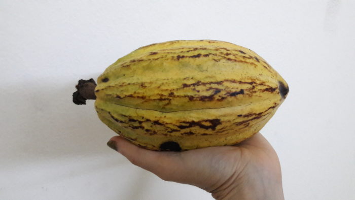 raw cacao fruit