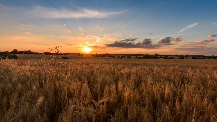 Crop Field Sunset