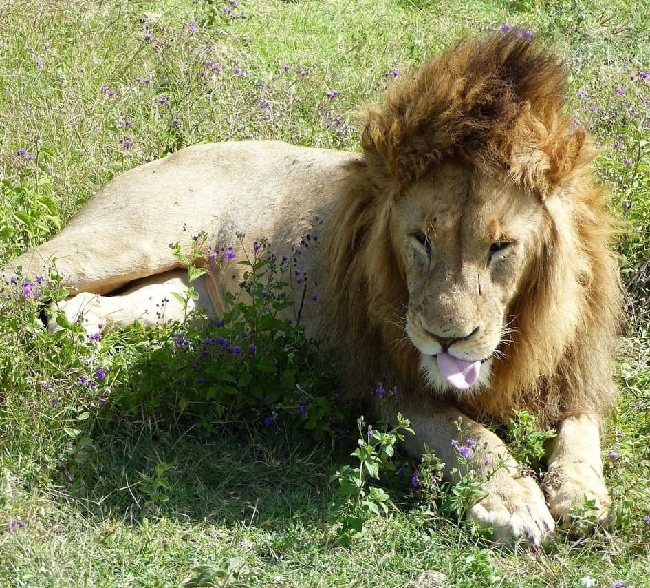 A Safari in East Africa 