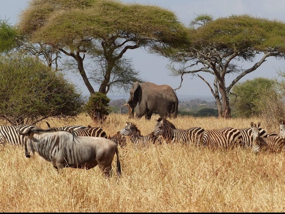 Reconnecting with Nature - My Tanzania Safari Adventures