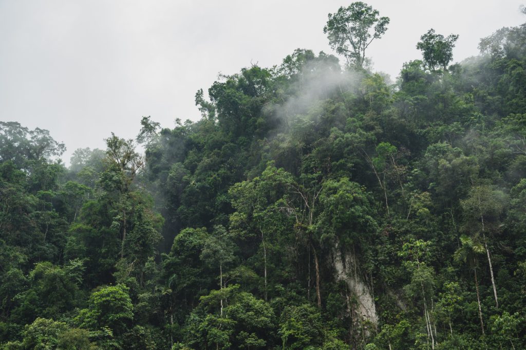 Treetops emerging in fog