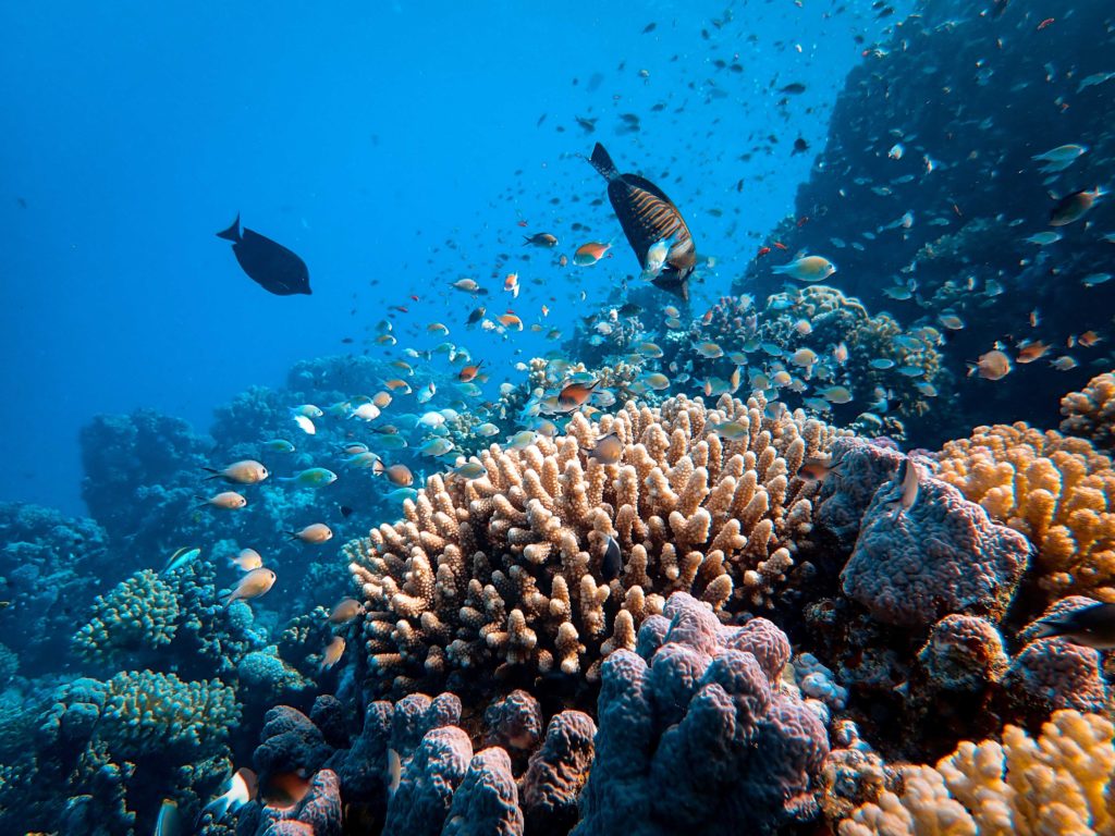 Fish swimming above coral reef