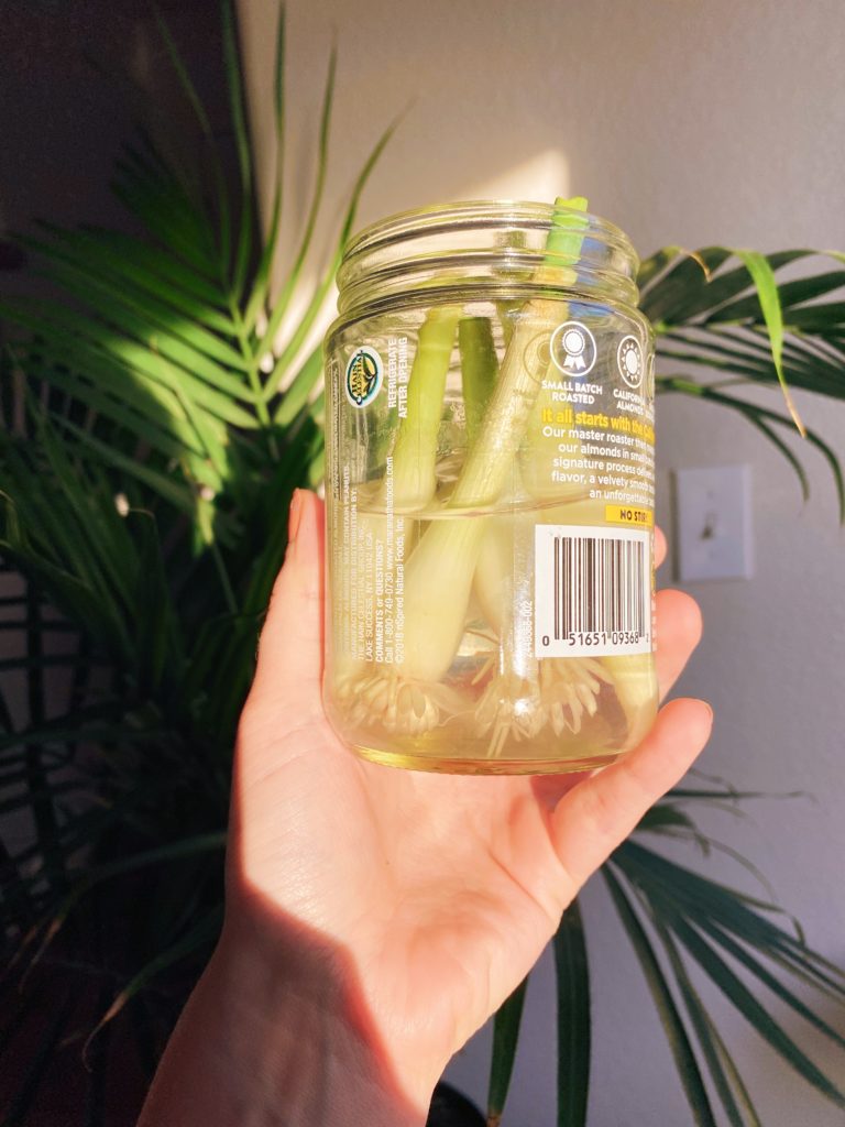 Green onion scraps in a repurposed jar