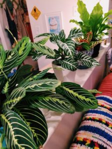 House_Plants 