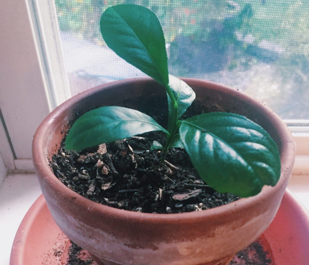 lemon tree sapling