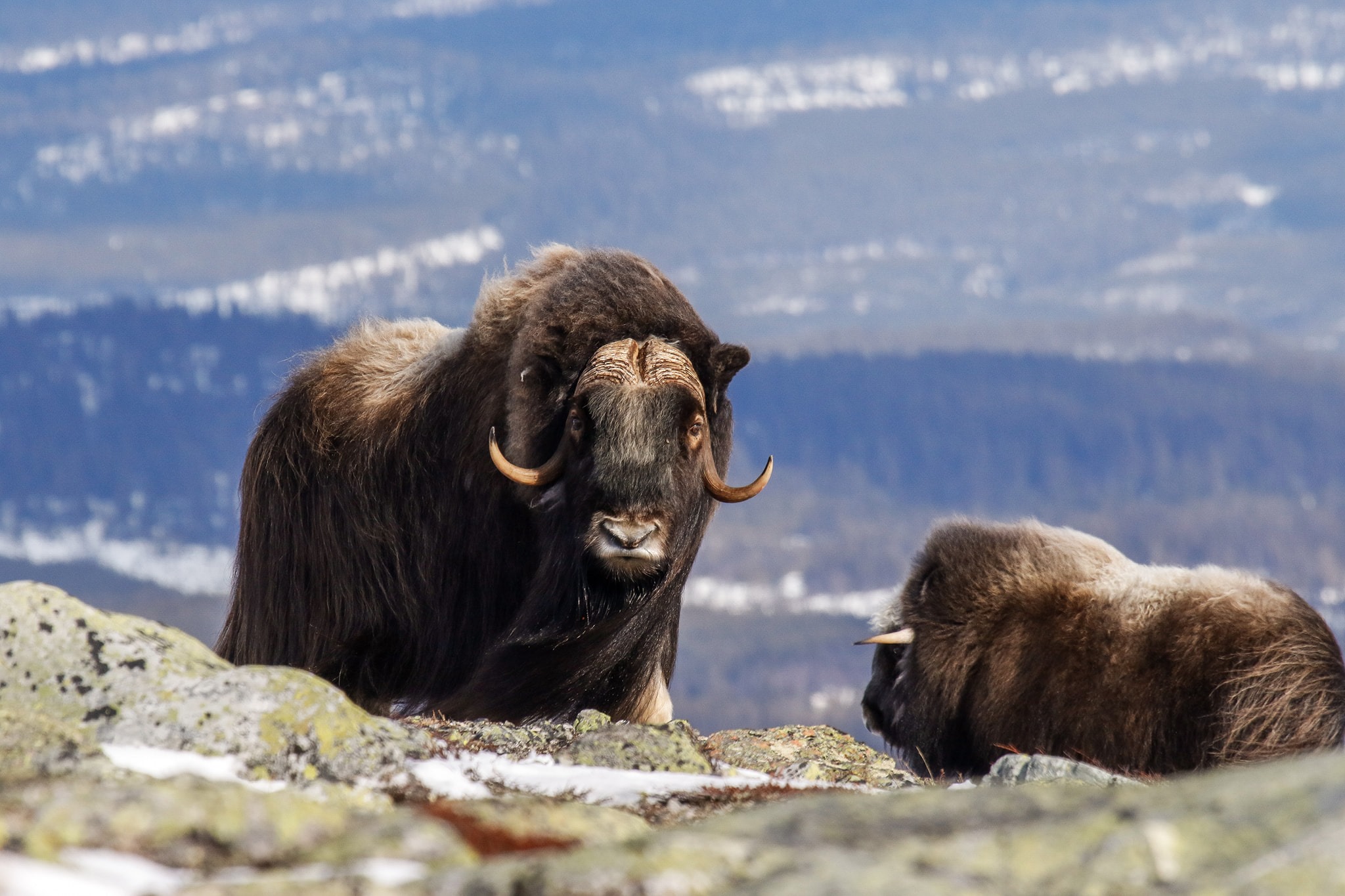 muskox plush