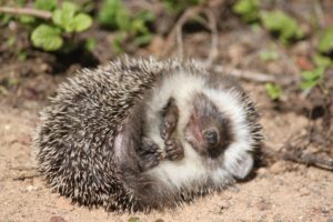 Hedgehog curled up