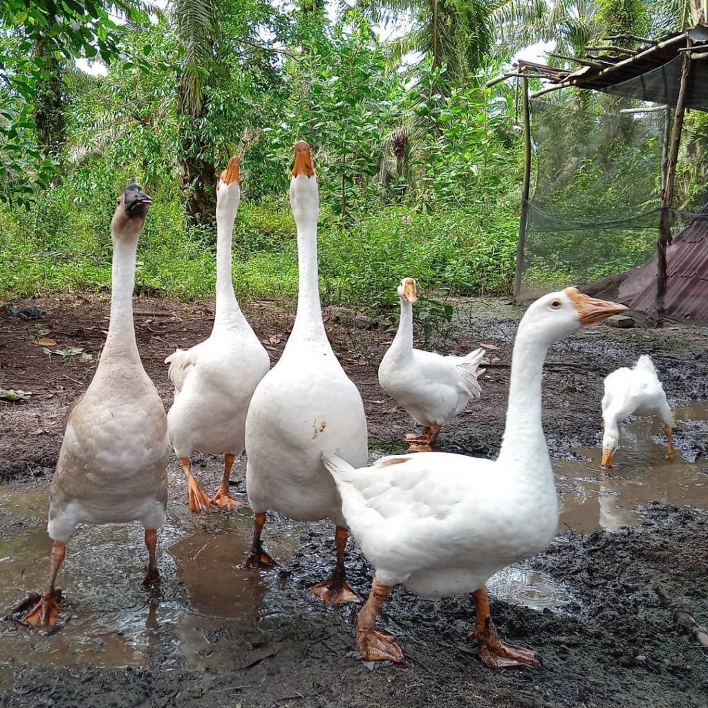 Gaggle of Geese At Indonesia Animal Sanctuary