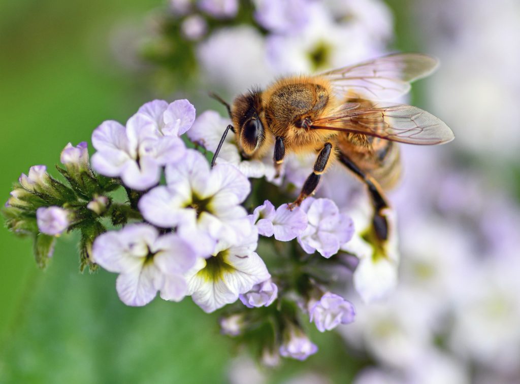 bee on flower