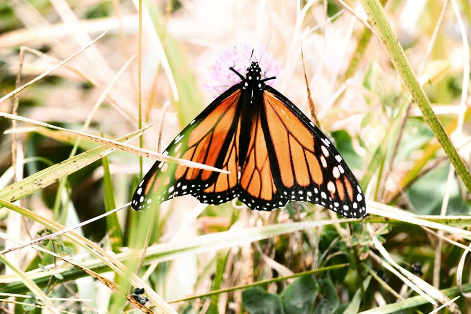Butterfly_Prairie