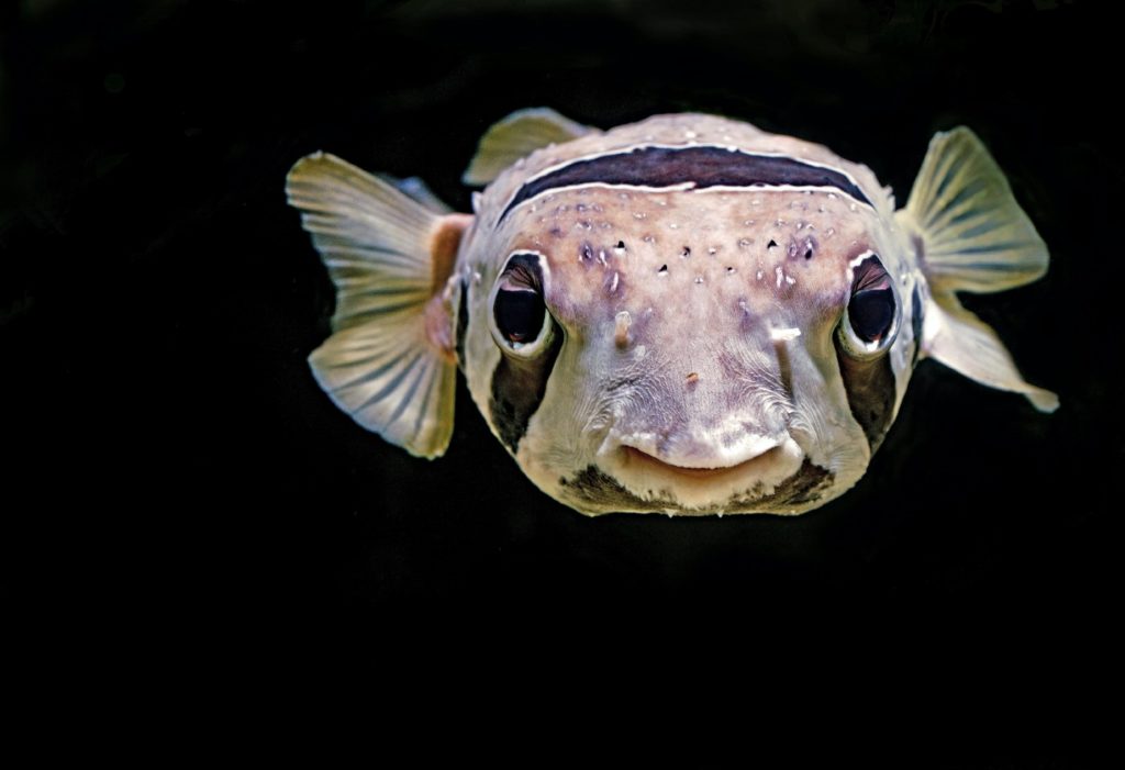 Porcupinefish