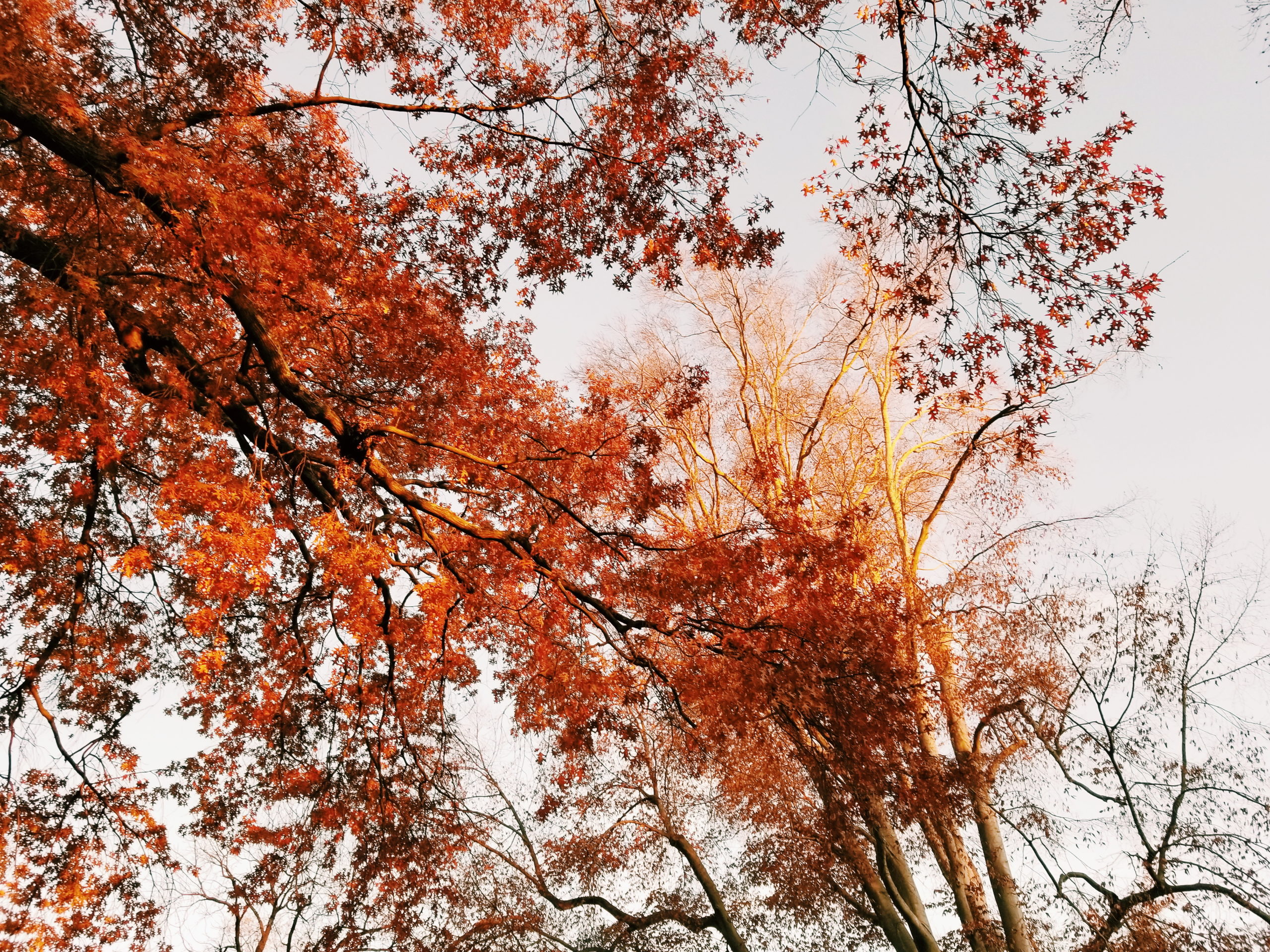 Foliage