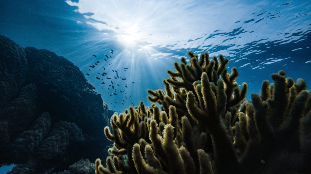 Ocean floor, featuring coral