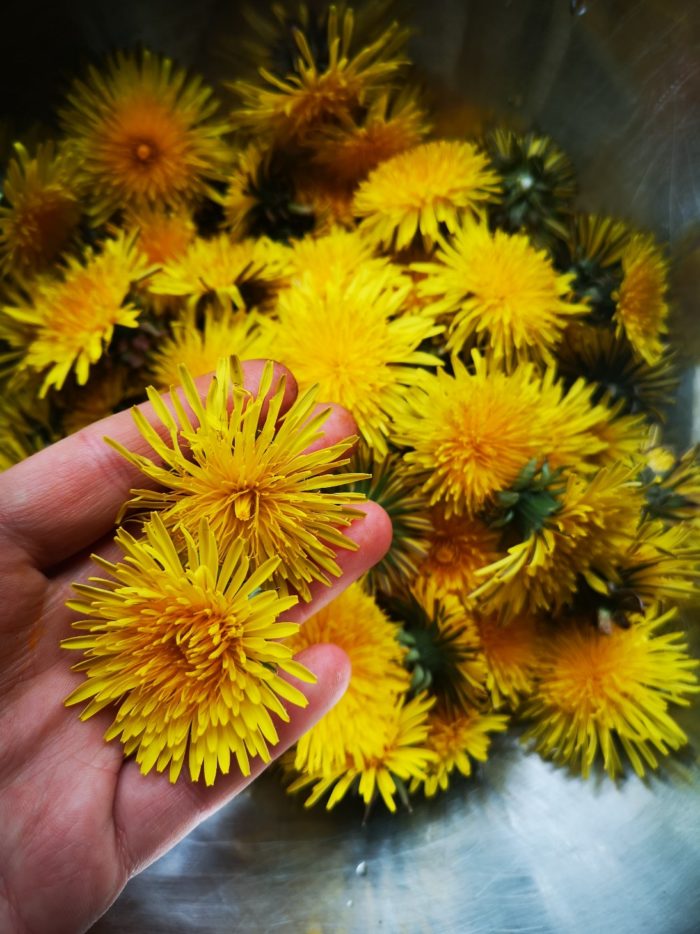 a bunch of yellow dandelion flowers