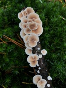 The future of fungi