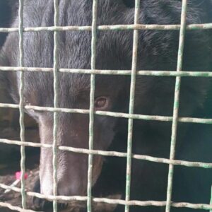 a black bear behind a wire cage