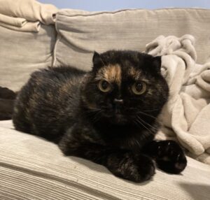 a cat with black and brown fur