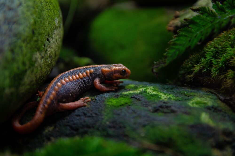 Saving Salamanders: The Key Role These Endangered Amphibians Play